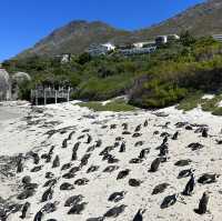 Penguin Paradise: Discover Boulders Beach