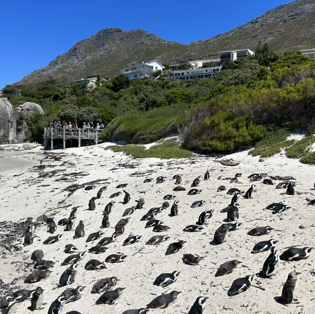 Penguin Paradise: Discover Boulders Beach