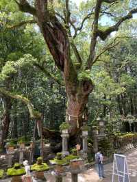 【奈良県】春日大社の神の使い「奈良の鹿」を愛でる