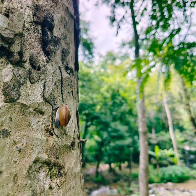 來興府國家公園瀑布