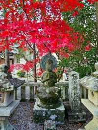【京都/紅葉スポット】実は花手水が美しい💕めちゃくちゃ人気の人混み必須なお寺🧘‍♀️🍂