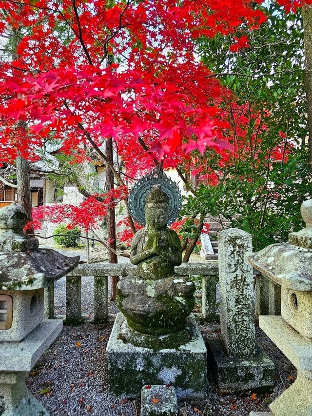 【京都/紅葉スポット】実は花手水が美しい💕めちゃくちゃ人気の人混み必須なお寺🧘‍♀️🍂