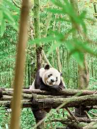 Get Close with Cute Panda in Chengdu Panda Base