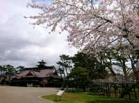 【五稜郭公園:北海道函館市】春には綺麗な桜が見れる五稜郭公園🌸