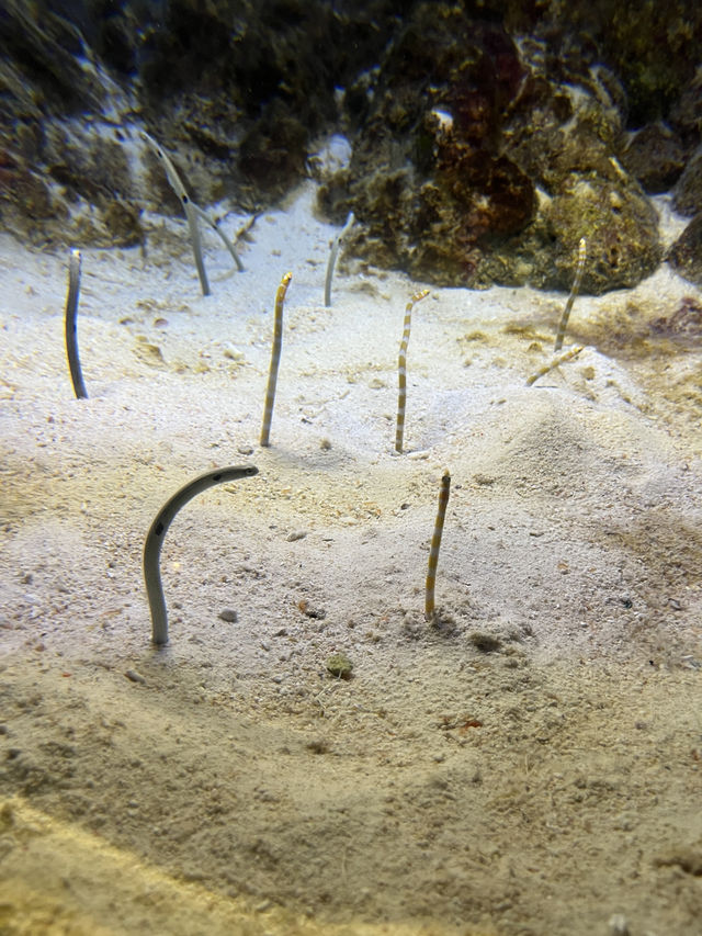 【鹿児島】いおワールドかごしま水族館