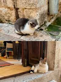 【モンテネグロ🇲🇪】コトルは猫の街🐈🐈‍⬛🐈🐾