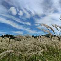🇰🇷 Whispers of Autumn: The Silver Grass at Sabyeol Oreum