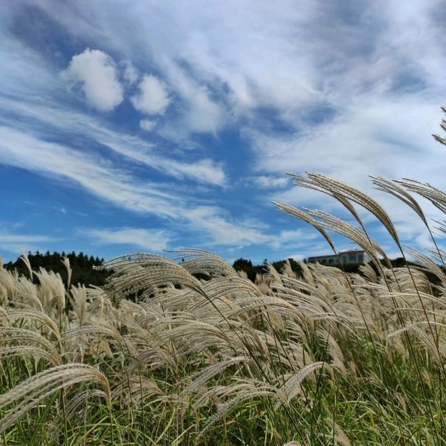 🇰🇷 Whispers of Autumn: The Silver Grass at Sabyeol Oreum