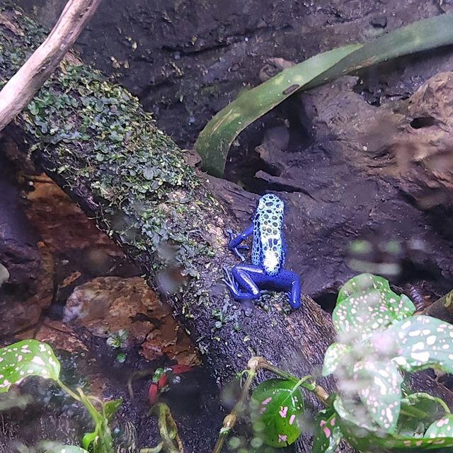 Ocean park Hong Kong :love aquatic wildlife begins with me