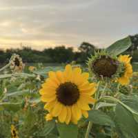 Unwind and Explore: The Hidden Oasis of Chatuchak Park