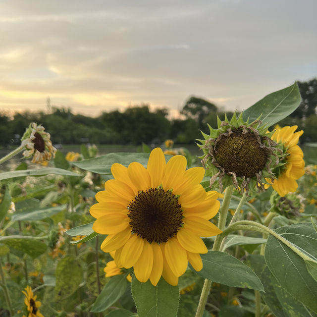 Unwind and Explore: The Hidden Oasis of Chatuchak Park