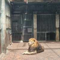 廣州動物園：親近動物🦁
