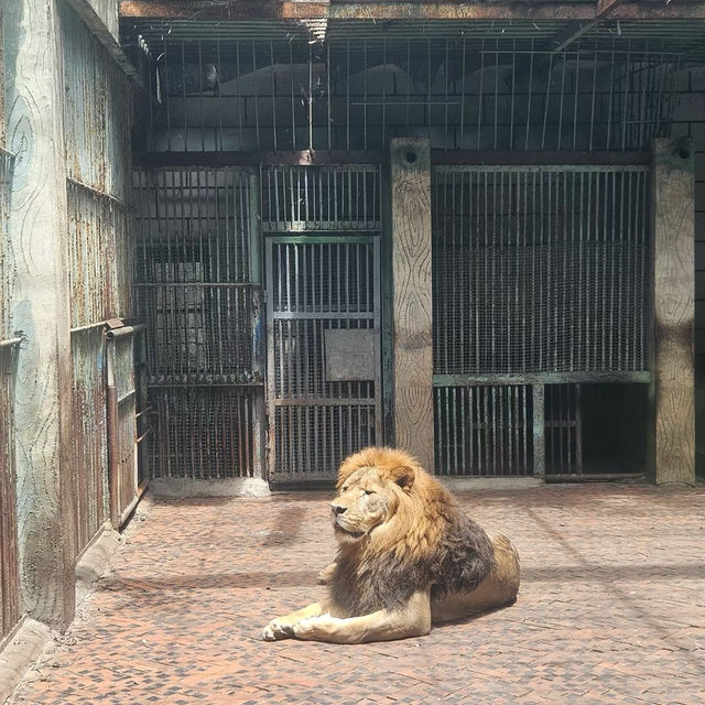 廣州動物園：親近動物🦁