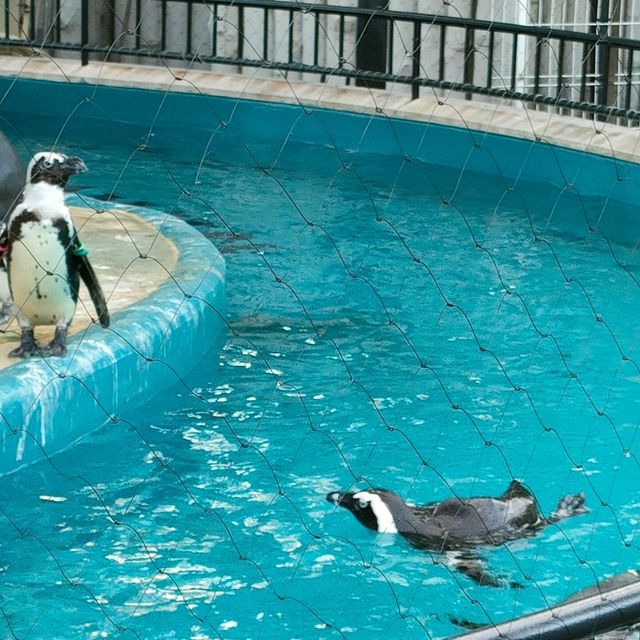 東京景點｜日本最古老的親子動物園—恩賜上野動物園