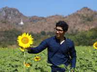 รีวิว ทุ่งทานตะวันที่เขาจีนแล จังหวัดลพบุรี 🌻