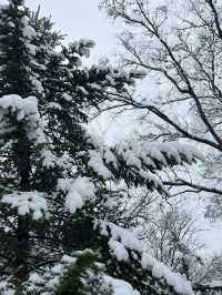 สวน seoul forest ช่วงหิมะตก