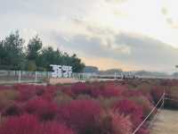 🇰🇷首爾近郊- 粉紅芒草和波波草💗🌳
