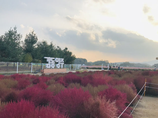 🇰🇷首爾近郊- 粉紅芒草和波波草💗🌳