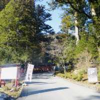 Pathway to Serenity: Strolling Through Nikko’s Ancient Cedars