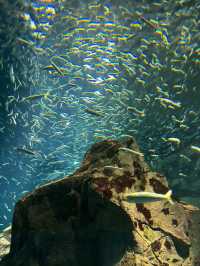 เที่ยว Kaiyukan Aquarium Osaka