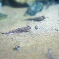 【各務原市】世界淡水魚園水族館 アクア・トト ぎふ