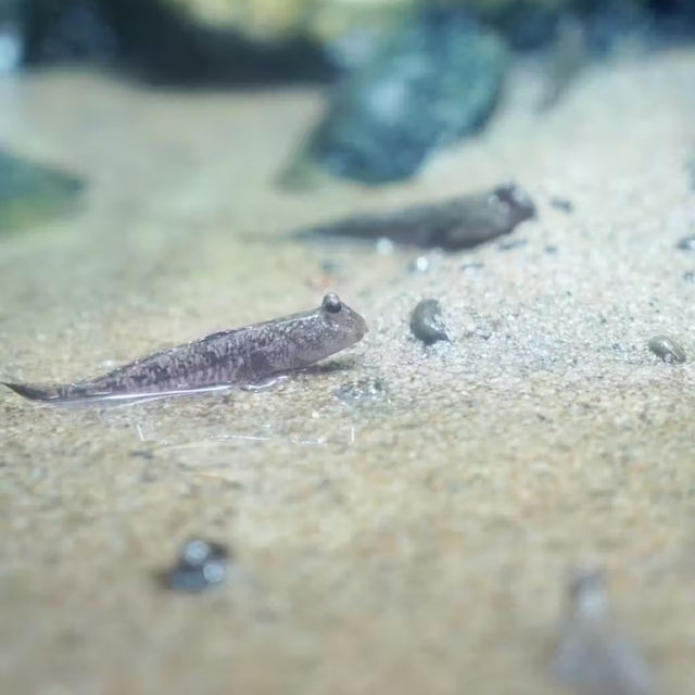 【各務原市】世界淡水魚園水族館 アクア・トト ぎふ