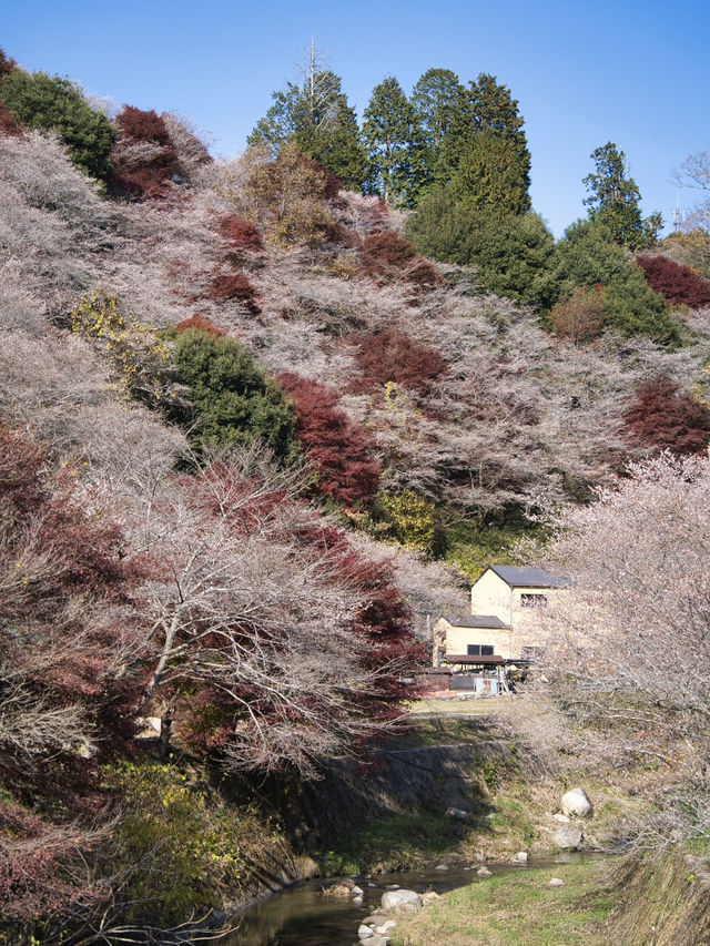 【ここ行って】秋に桜が見られる⁉️全国でも珍しい「紅葉×桜」の本場🌸🍁