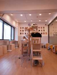 𖤣𖤥深圳貓Cafe｜親人的貓是最惹人疼