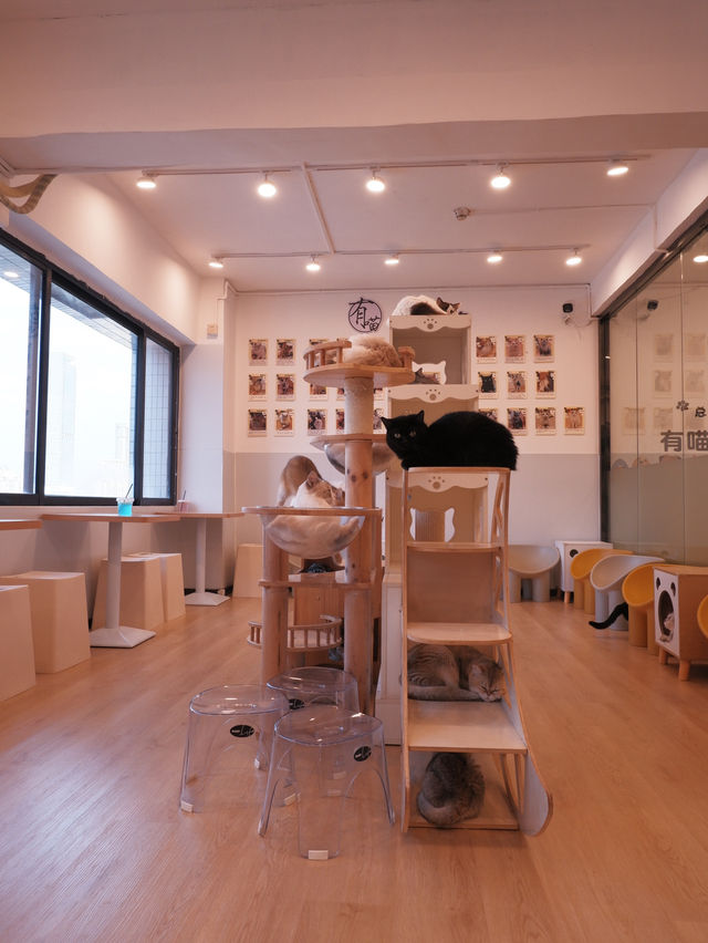𖤣𖤥深圳貓Cafe｜親人的貓是最惹人疼