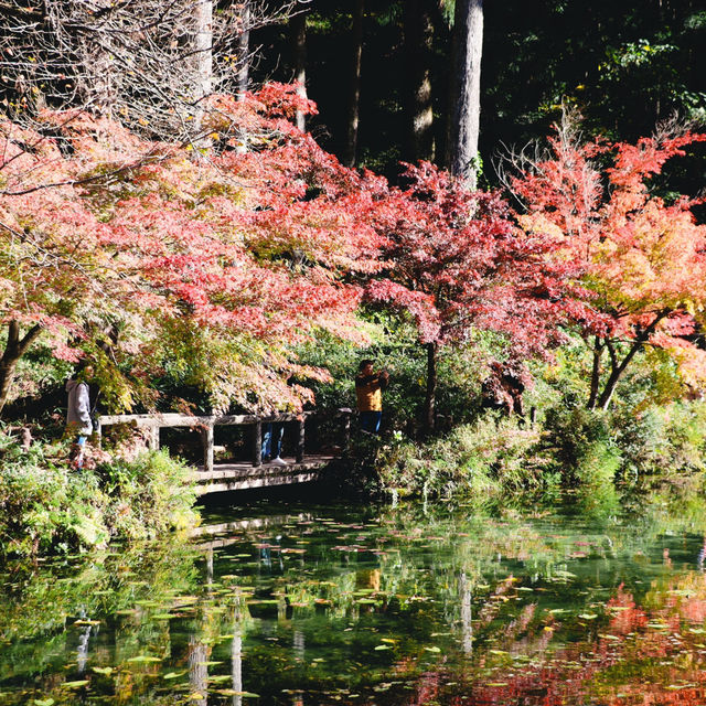  Monet's pond