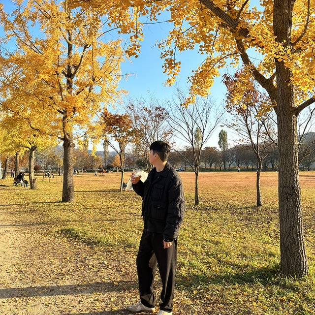노란 은행나무의 힐링 명소 여주 강천섬🌼