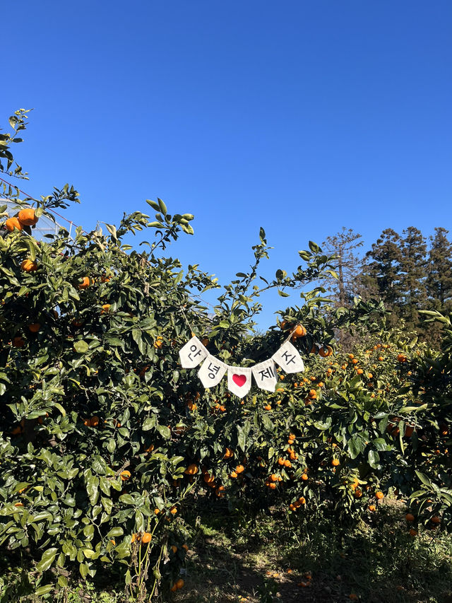 감귤 수확 체험 [제주에인감귤밭]🍊