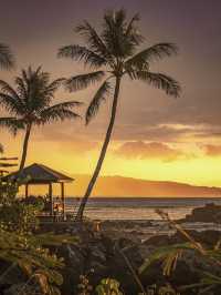 Why Palm Tree Lovers Need to Visit Hawaii🌴
