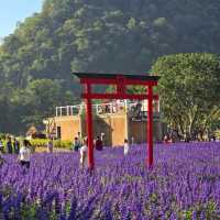 🇯🇵 Hokkaido Flower Park Khaoyai 🇯🇵