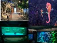 Bangsaen Aquarium: ดินแดนใต้ท้องทะเล 🐠