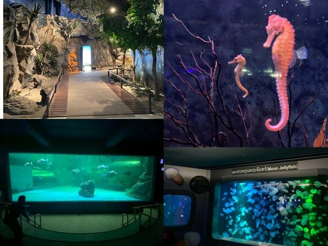 Bangsaen Aquarium: ดินแดนใต้ท้องทะเล 🐠