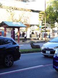 【奈良公園】自然と歴史と鹿に癒される旅🫎