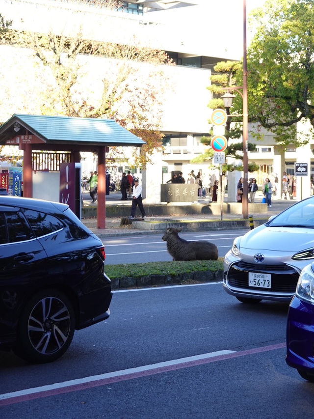 【奈良公園】自然と歴史と鹿に癒される旅🫎