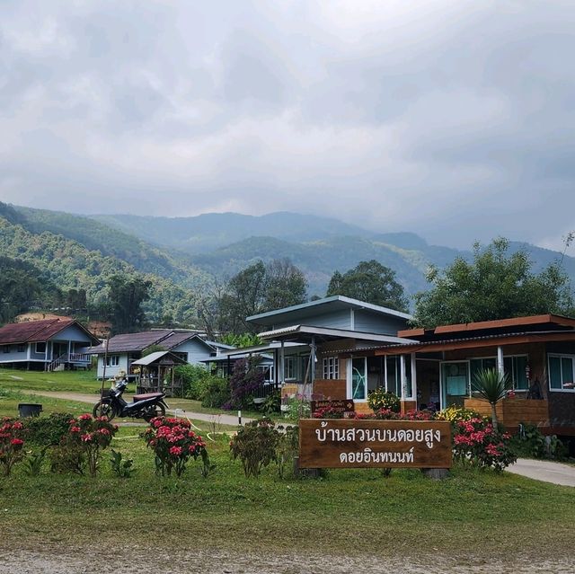 When Cherry blossom bloom in Thailand?