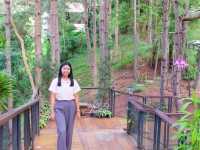 cedar ป่าสนคาเฟ่ @ เขาค้อ