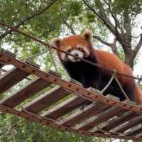 廣州動物園：在“動物的夢幻樂園”中發現童趣 🦁🌳