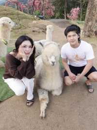 Alpaca Farm ม่อนแจ่ม 🦙✨ ฟาร์มอัลปาก้าสุดน่ารัก