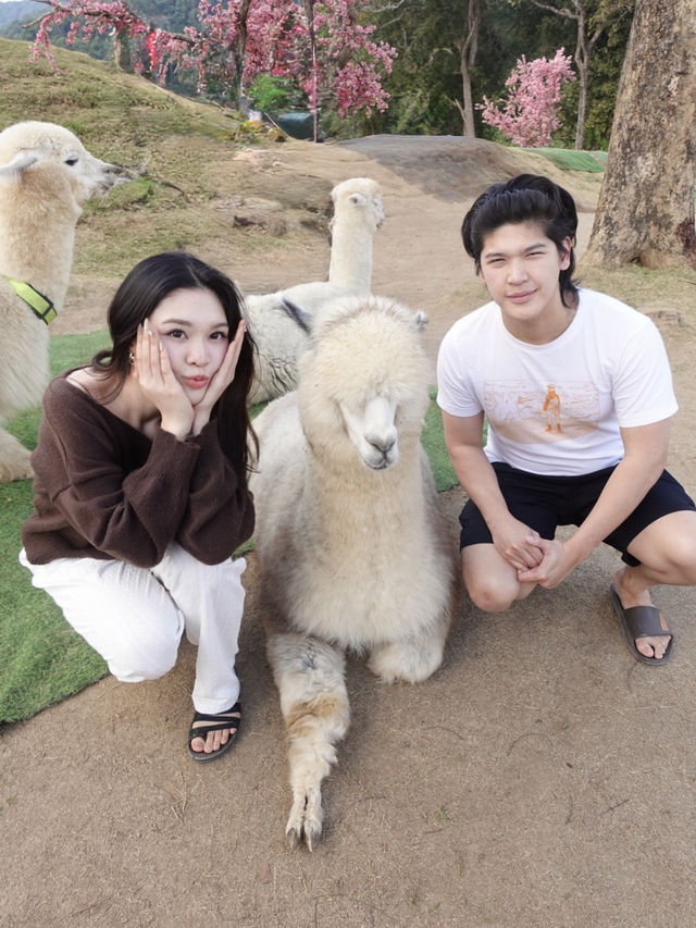 Alpaca Farm ม่อนแจ่ม 🦙✨ ฟาร์มอัลปาก้าสุดน่ารัก