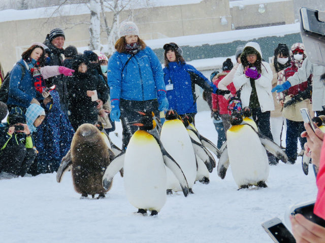 🇯🇵 北海道雪地上的企鵝遊行🐧