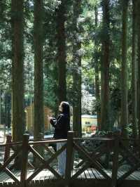 보성 녹차밭 여행 🍃