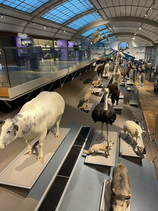 Museum of Natural Sciences Brussels: A Journey Through Time and Evolution