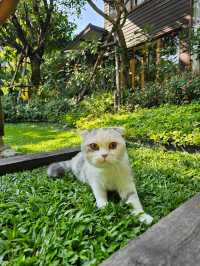 tavy's home : บางจาก