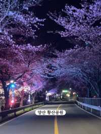 한달뒤면 벚꽃을 볼 수 있습니다!-부산 벚꽃명소