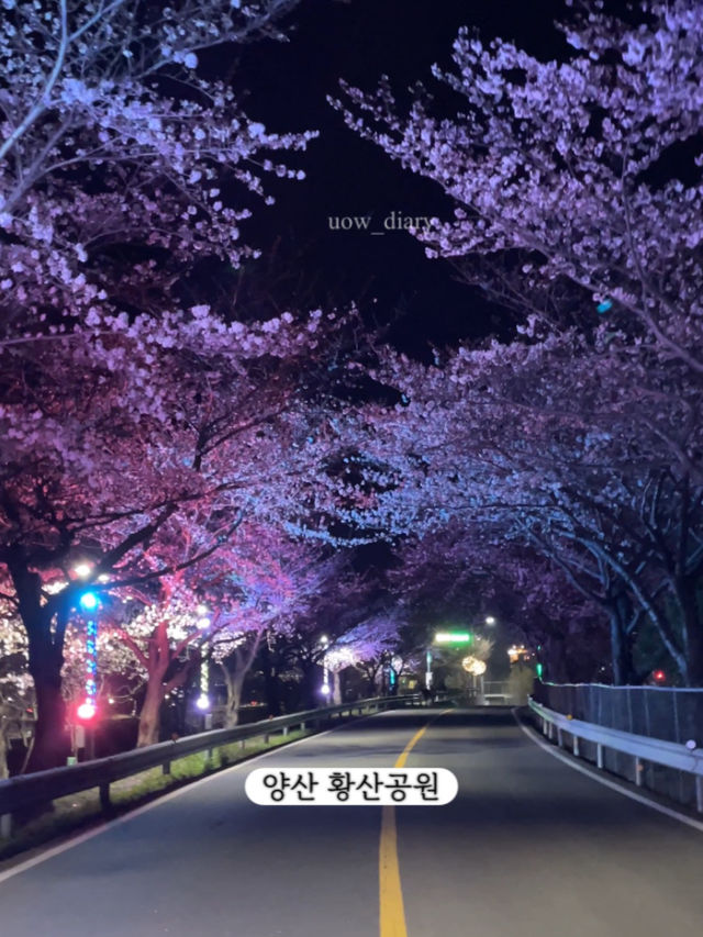 한달뒤면 벚꽃을 볼 수 있습니다!-부산 벚꽃명소
