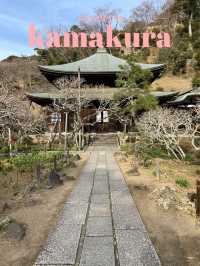 【鎌倉×初春日帰り旅】  「花の寺」として有名  梅の名所